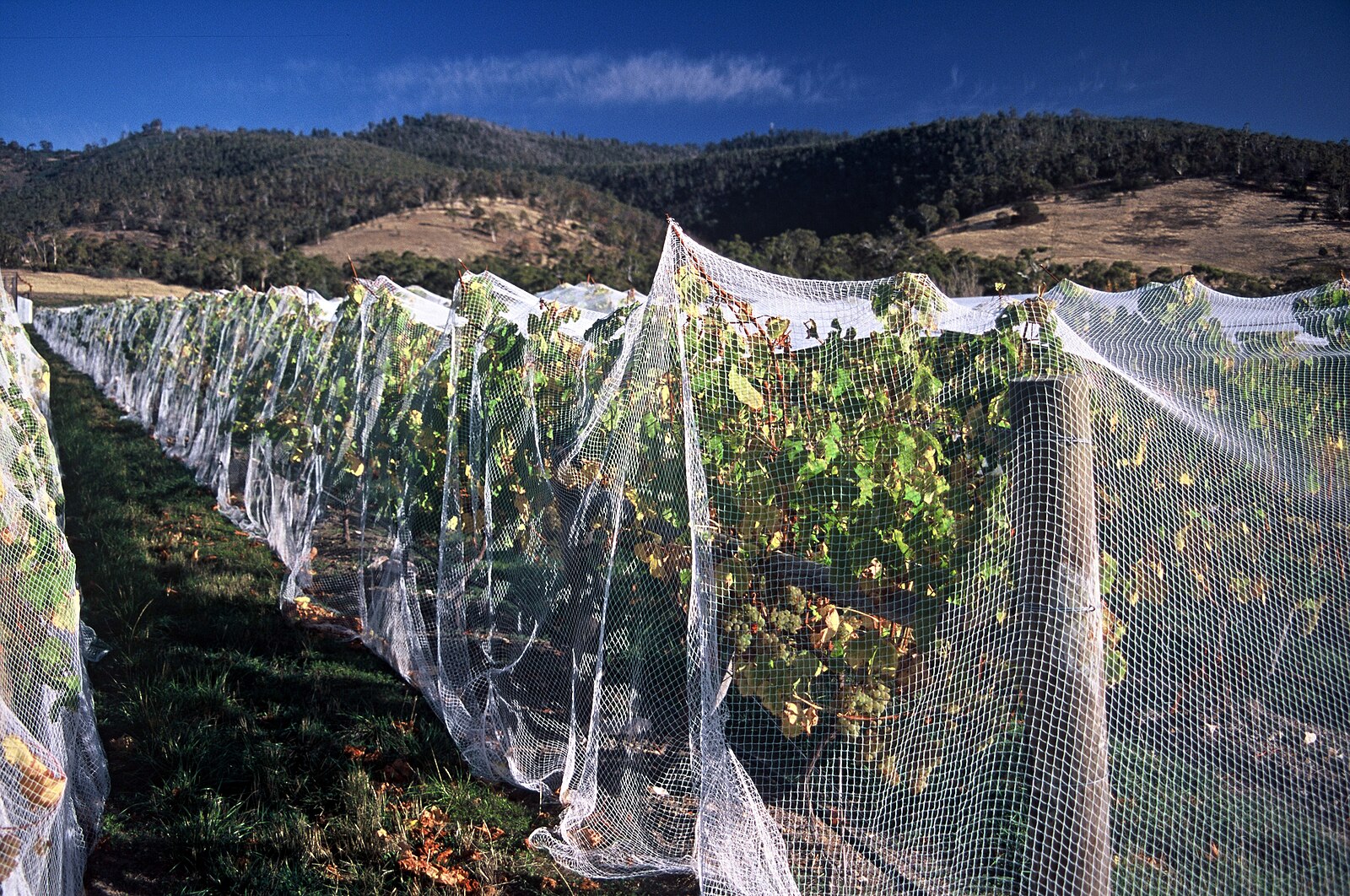 Anti-bird net installed over commercial vineyard rows