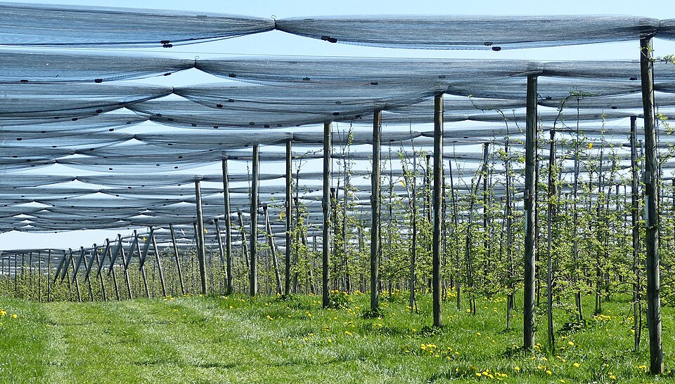 Commercial orchard protected by overhead anti-hail netting