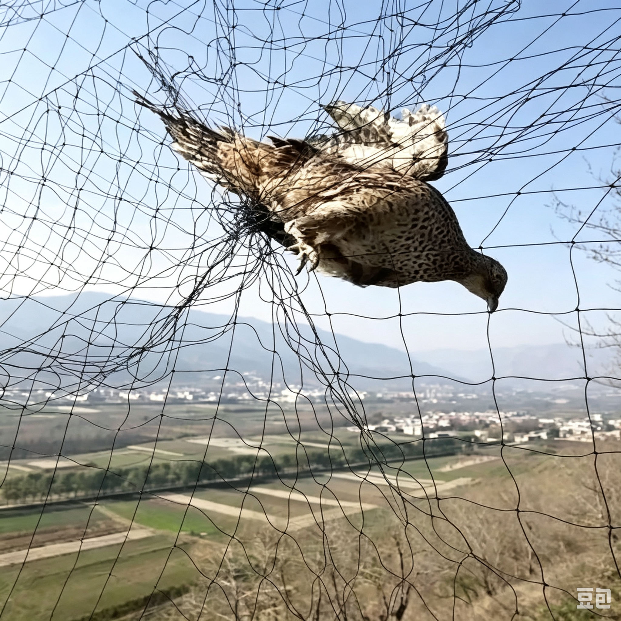 UV stabilized agricultural bird net mesh close-up