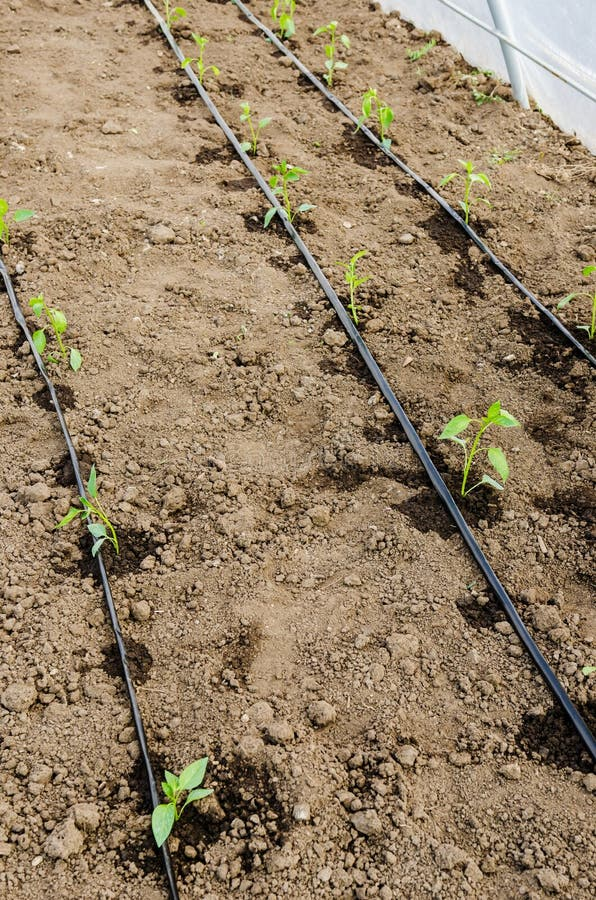 Drip irrigation tape operating in a commercial field