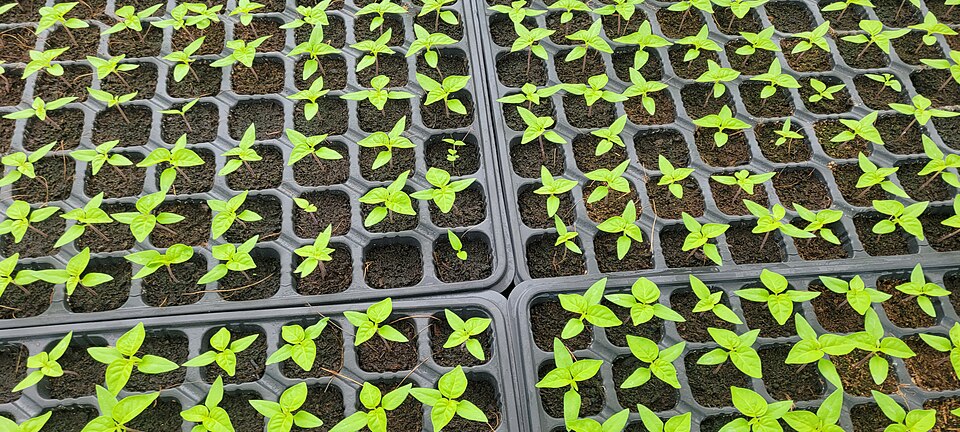 Greenhouse Accessories wholesale product category